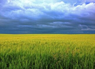 Jak długo można brać Chlorellę? Jak długo można brać Chlorellę?
